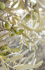 olive_tree_branch