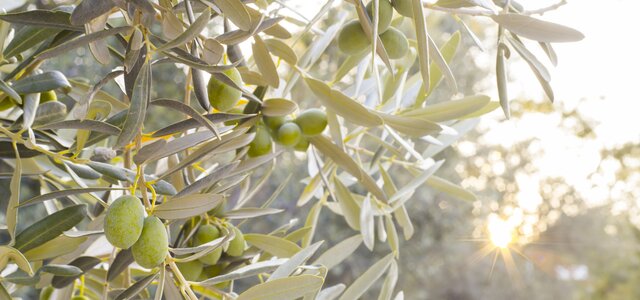 olive_tree_branch