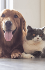 imagem_1_1024_800_1_1024_800_1_1024_800_1_1024_800