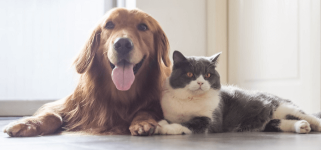 imagem_1_1024_800_1_1024_800_1_1024_800_1_1024_800